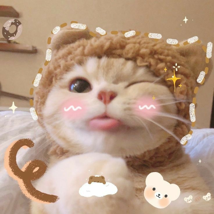 Ảnh Mèo Cute 3