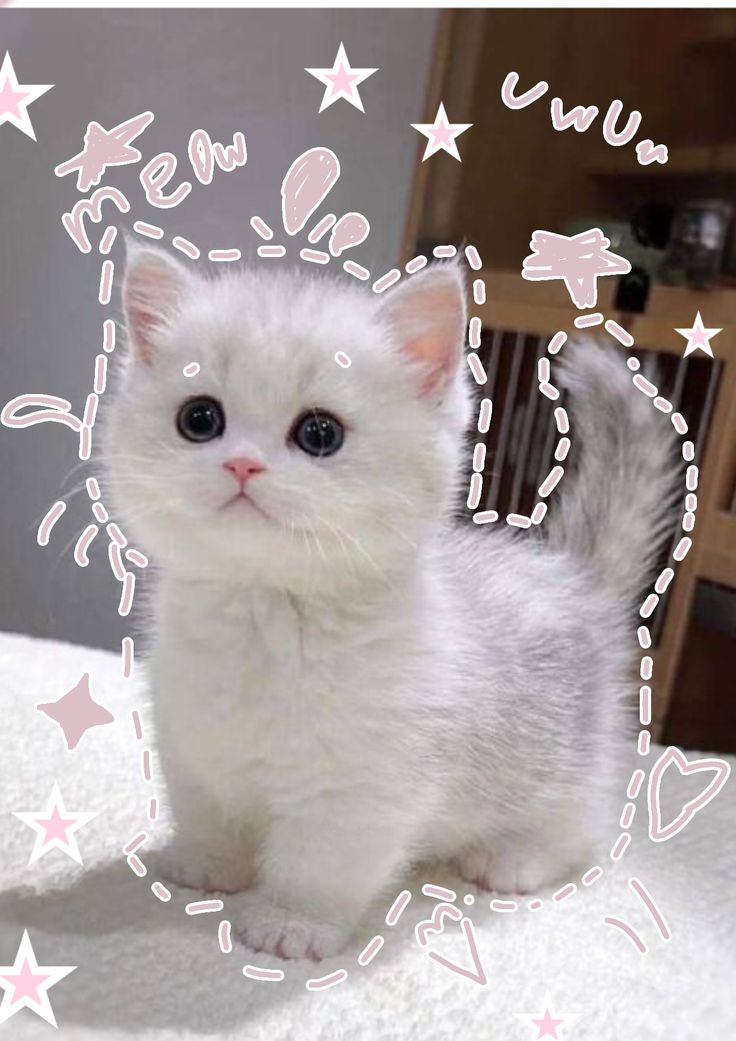 Ảnh Mèo Cute 4