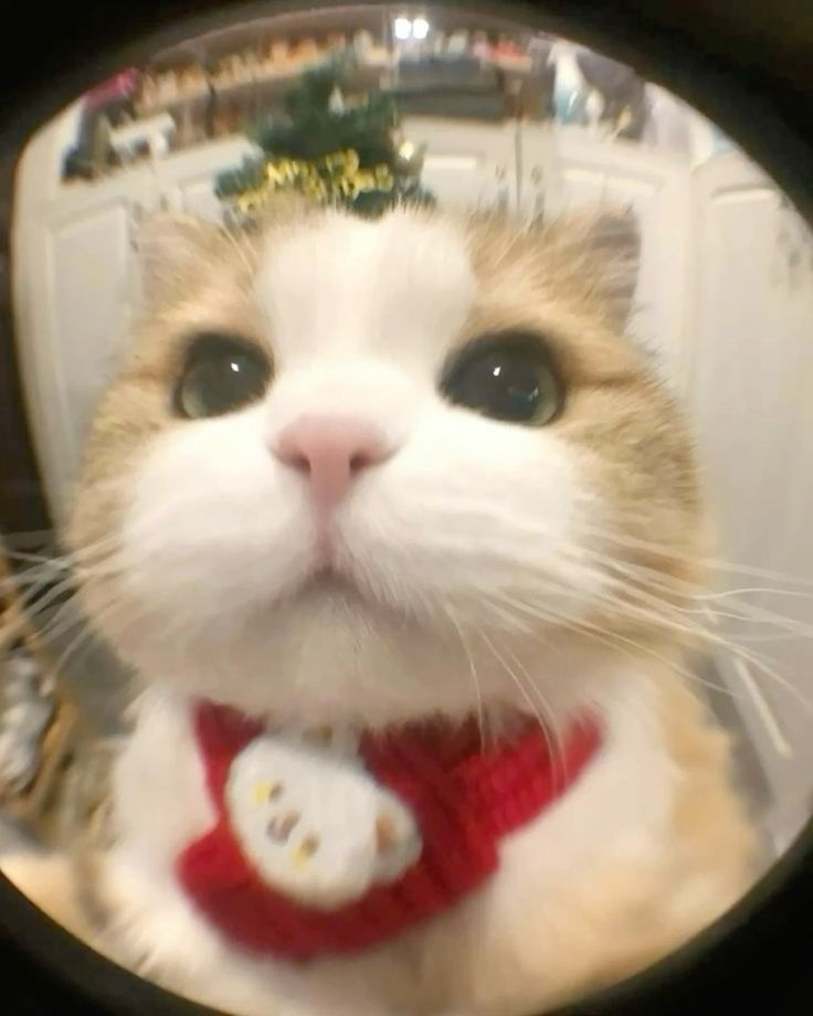 Ảnh Mèo Cute 5