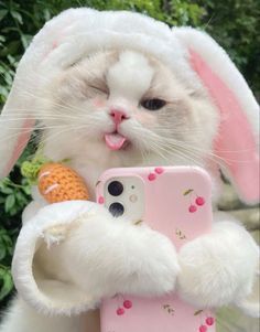 Ảnh Mèo Cute 6