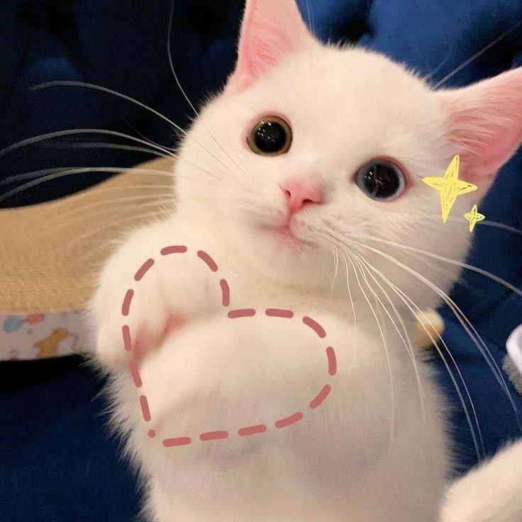 Ảnh Mèo Cute 7