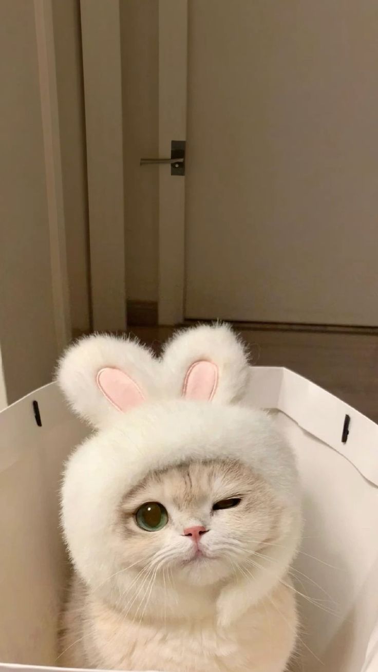 Ảnh Mèo Cute 8