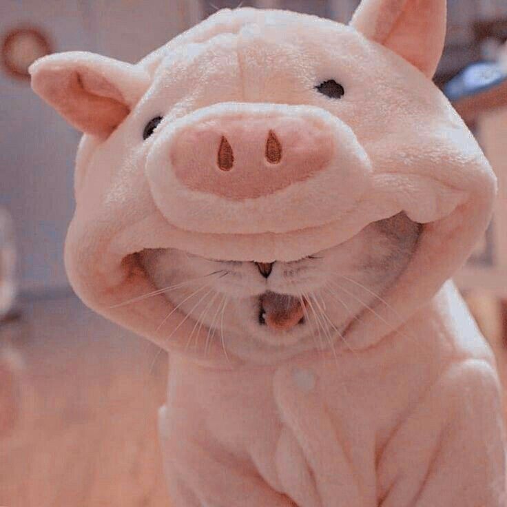 Ảnh Mèo Cute 9