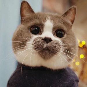 Tuyển tập 169+ ảnh mèo cute trái tim khiến bạn tan chảy