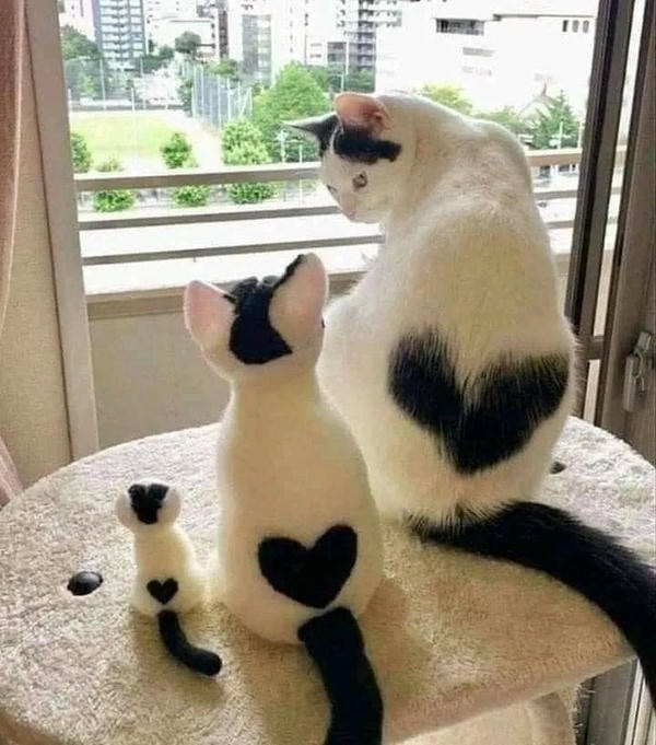 ảnh mèo cute trái tim 19