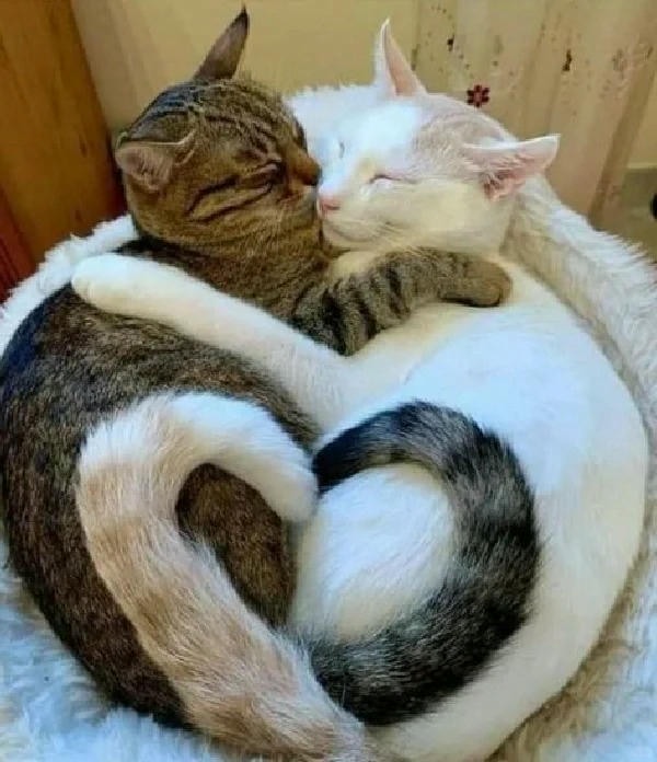 ảnh mèo cute trái tim 4