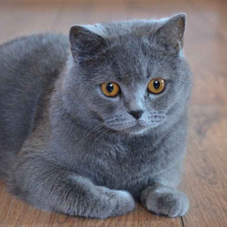 Mèo đen 7