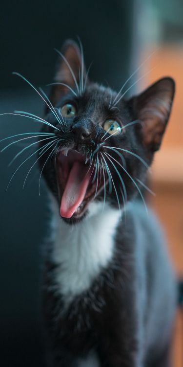 Mèo đen 2