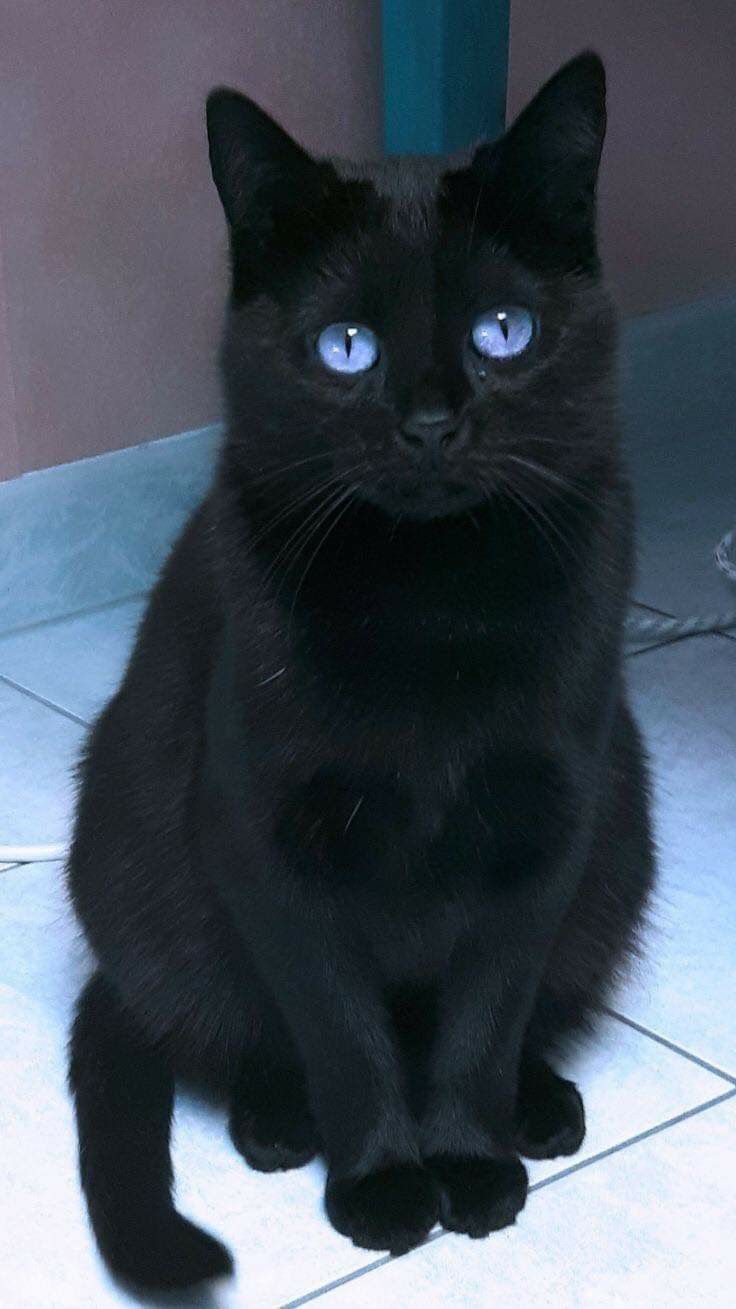 Mèo đen 5