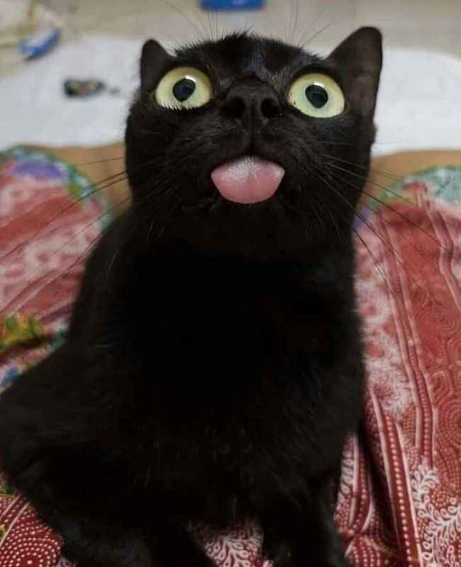 Mèo đen 9