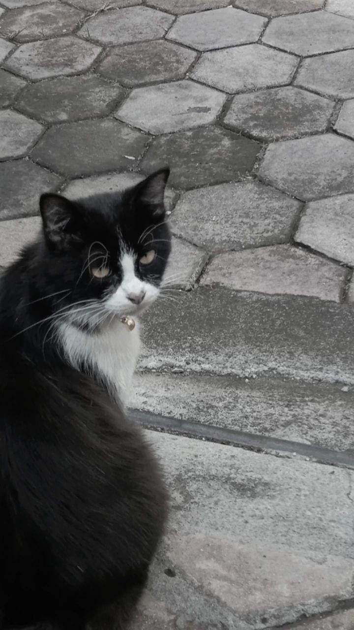 Mèo đen 14