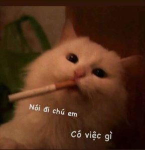 169+ Ảnh Mèo Meme Cười Ra Nước Mắt: Biểu Cảm Khó Đỡ Nhất