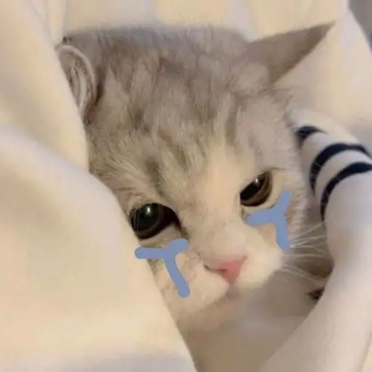 Avatar Ảnh Mèo Cute 15