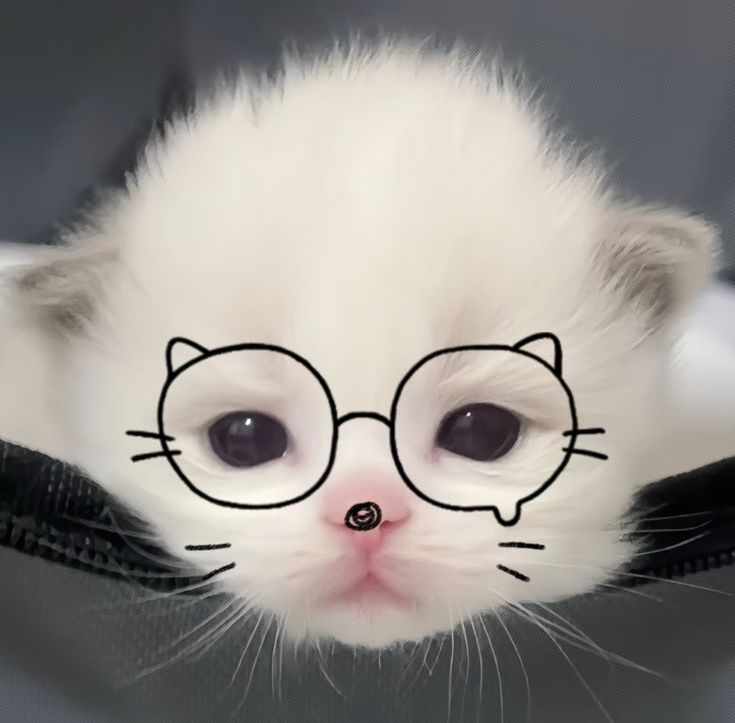 Avatar Ảnh Mèo Cute 14