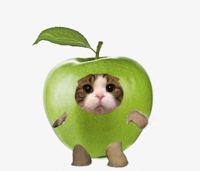Avatar Ảnh Mèo Cute 6