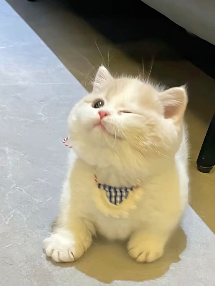 Avatar Ảnh Mèo Cute 2