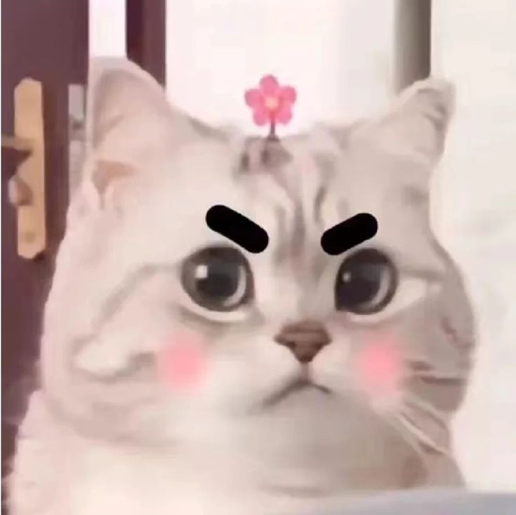 Avatar Ảnh Mèo Cute 7