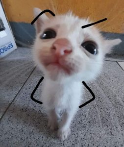 99+ Avatar Ảnh Mèo Cute Đốn Tim, Thay Avatar Ngay!