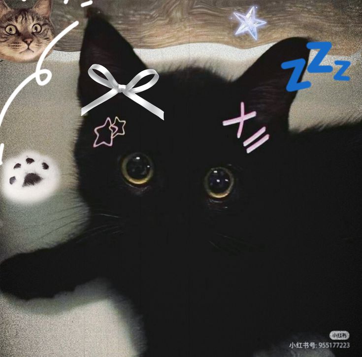 Avatar Ảnh Mèo Cute 12