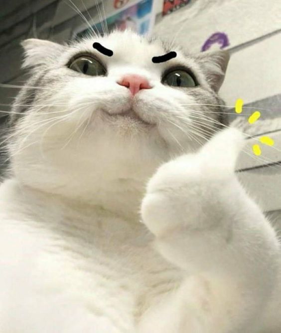 Avatar Ảnh Mèo Cute 10