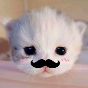 109+ Ảnh Avatar Mèo Cute Dễ Thương, Đốn Tim Ngay Lập Tức