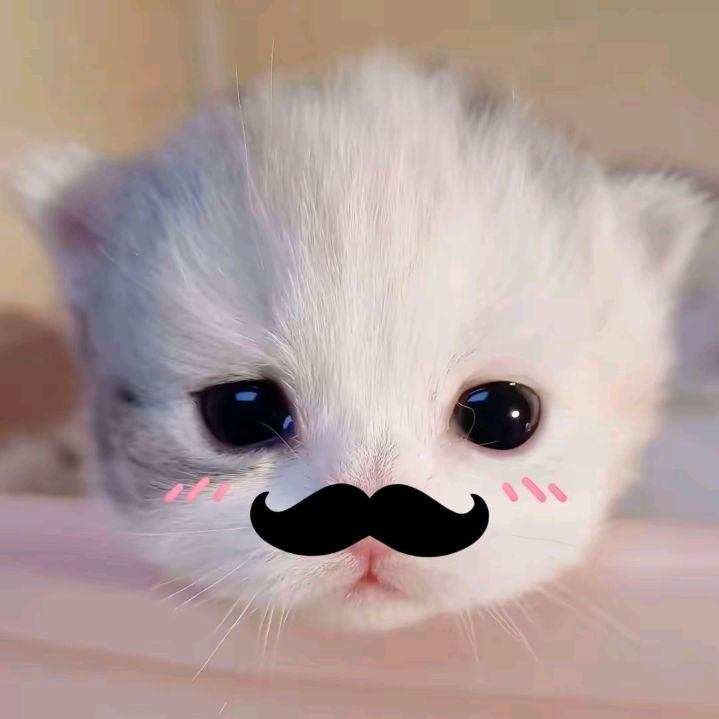 Avatar Ảnh Mèo Cute 11