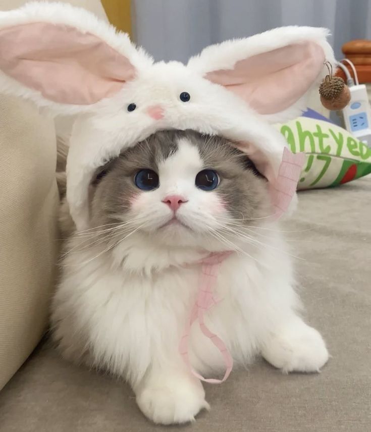 Avatar Cute Mèo 11