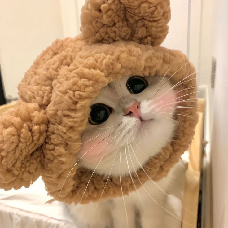 Avatar Cute Mèo 13