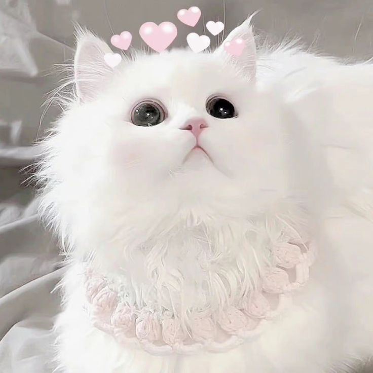 Avatar Cute Mèo 15