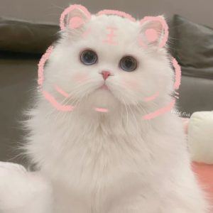 Tổng Hợp 119+ Avatar Cute Mèo Nhỏ Xíu Đốn Tim Mọi Ánh Nhìn