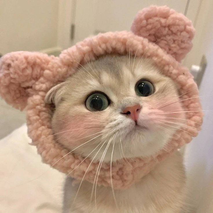Avatar Cute Mèo 4