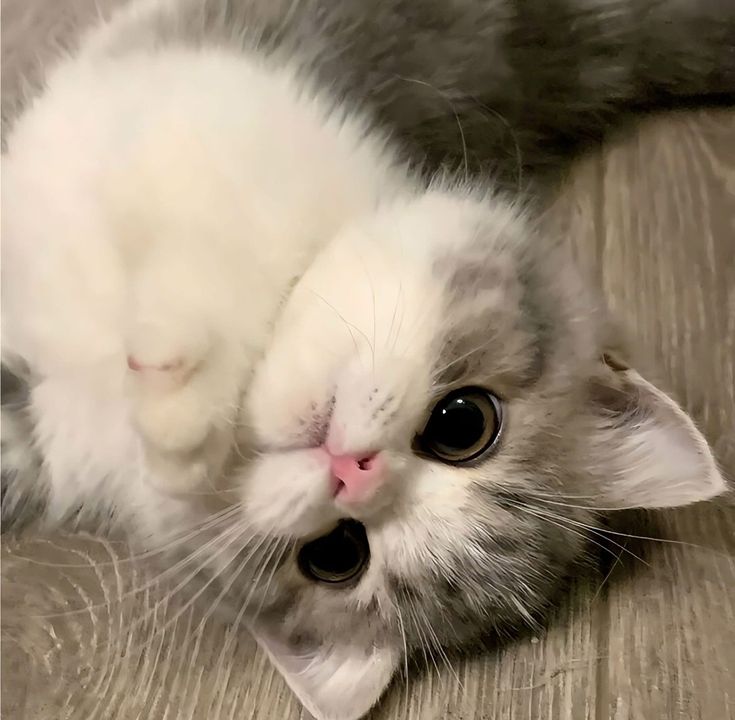 Avatar Cute Mèo 7