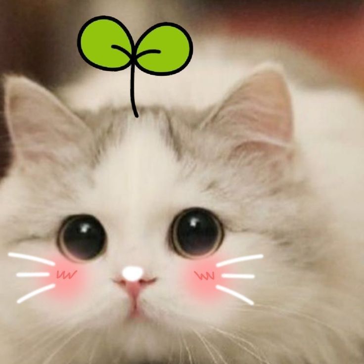 Avatar Cute Mèo 10