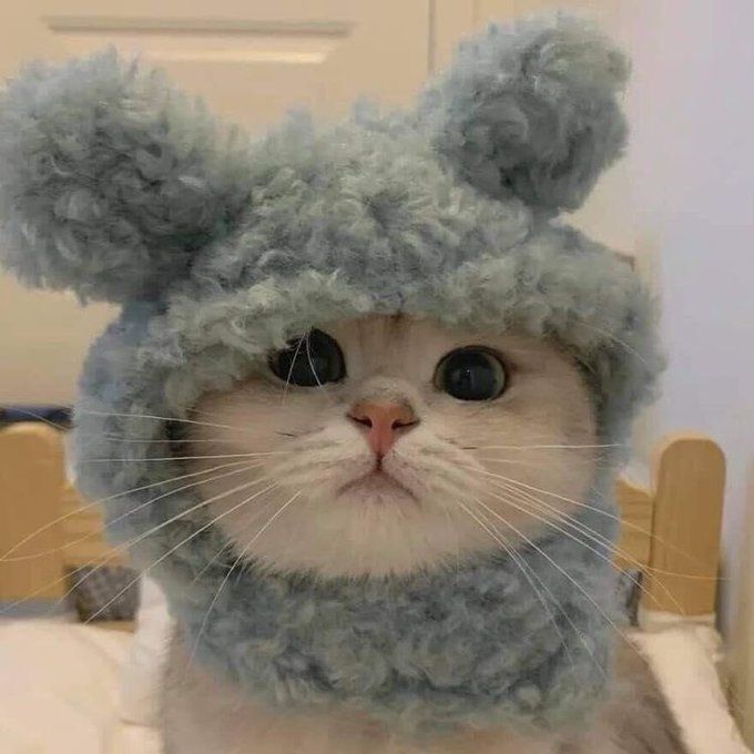 Avatar mèo ấn tượng 12