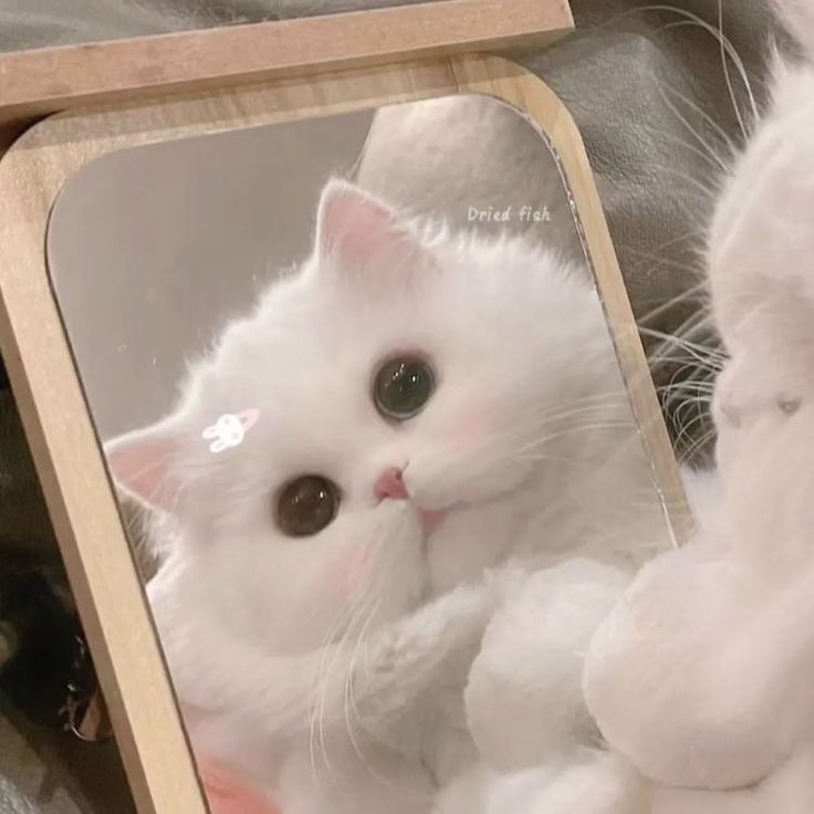 Avatar Mèo Cute 5