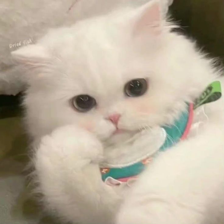 Avatar Mèo Cute 2