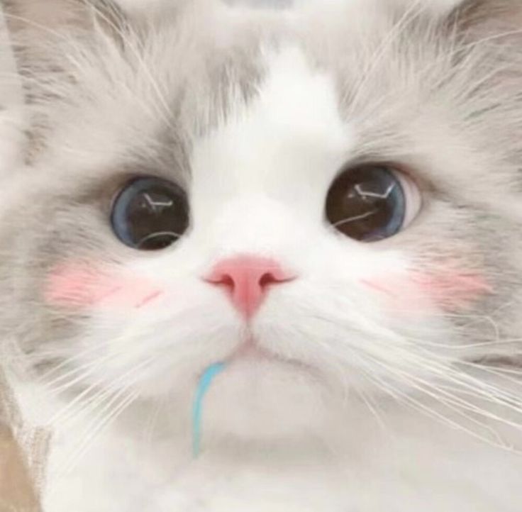 Avatar Mèo Cute 11