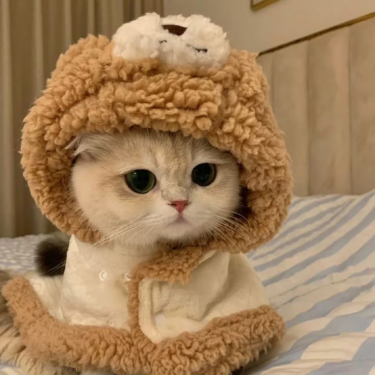 Avatar Mèo Cute 9