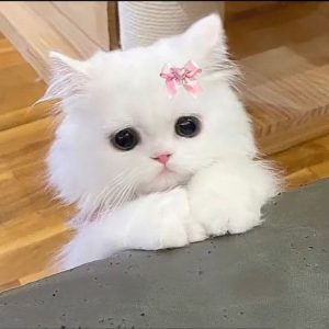 159+ Avatar Mèo Cute Siêu Đáng Yêu Cho Mọi Phong Cách