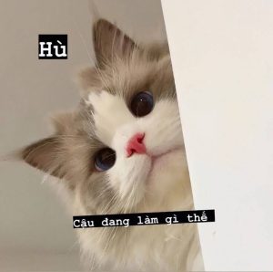 199+ Avatar Mèo Cute Dễ Thương Tuyệt Đỉnh Cho Dân Mạng