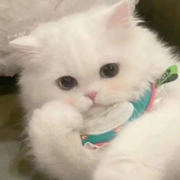 Avatar Mèo Cute 14