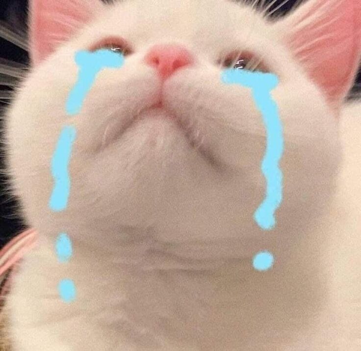 Avatar Mèo Cute Dễ Thương 3