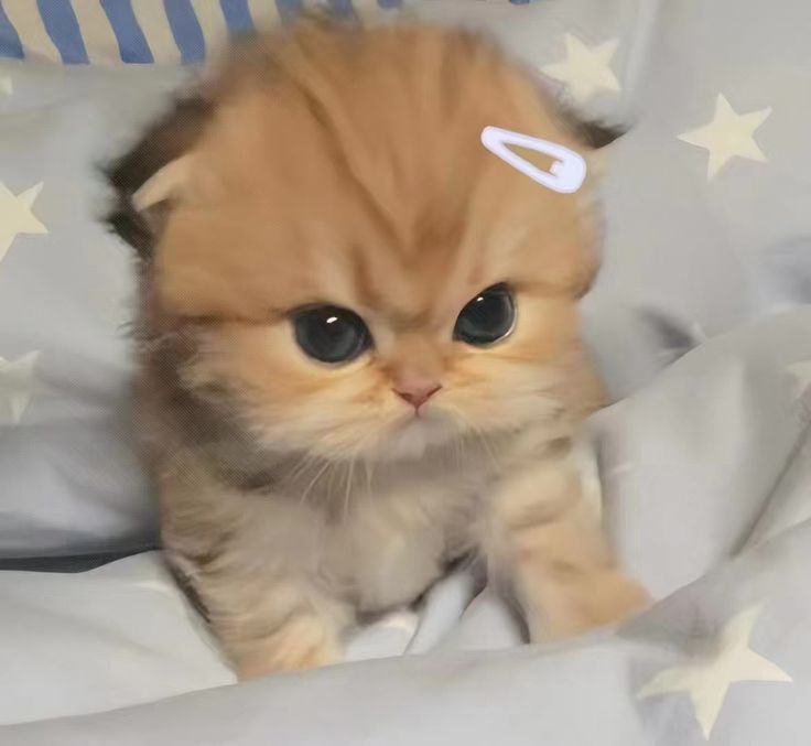 Avatar Mèo Cute Dễ Thương 11