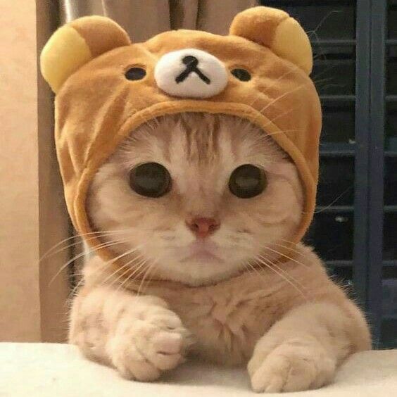 Avatar Mèo Cute 4