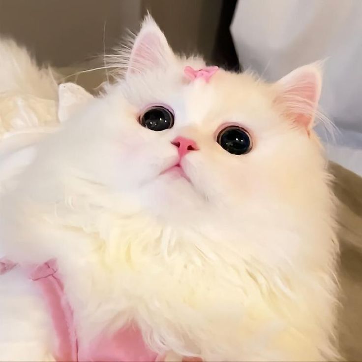 Avatar Mèo Cute Dễ Thương 16