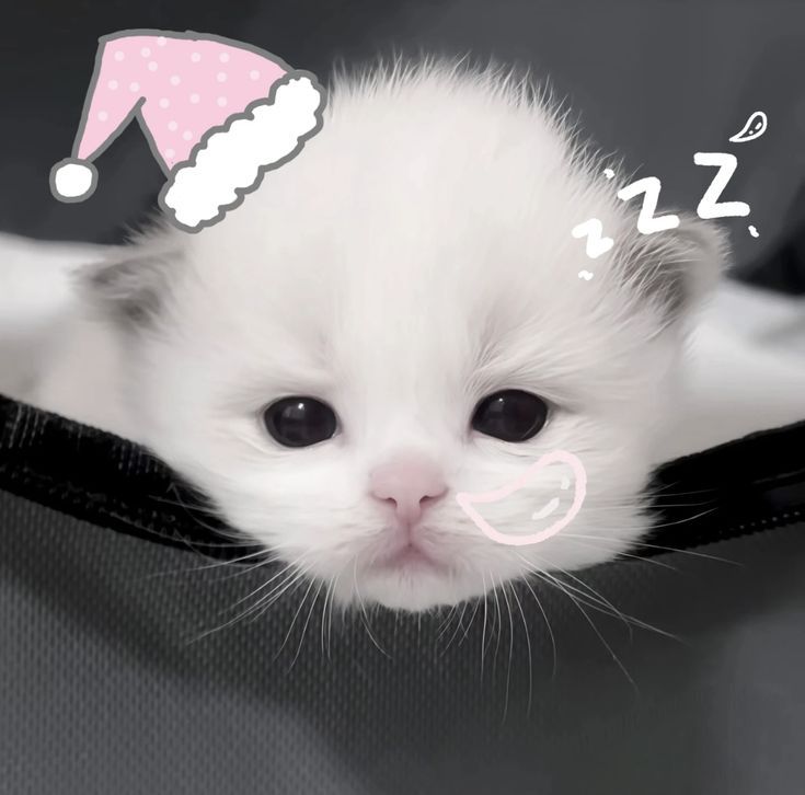 Avatar Mèo Cute 12