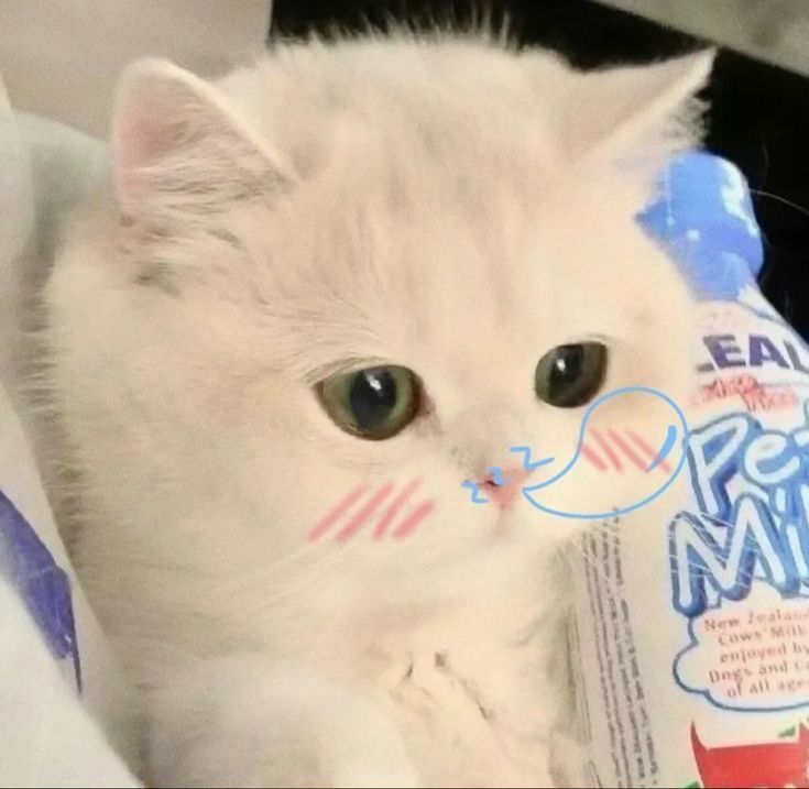 Avatar Mèo Cute 3