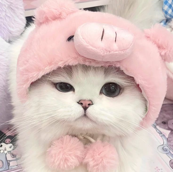 Avatar Mèo Cute 7