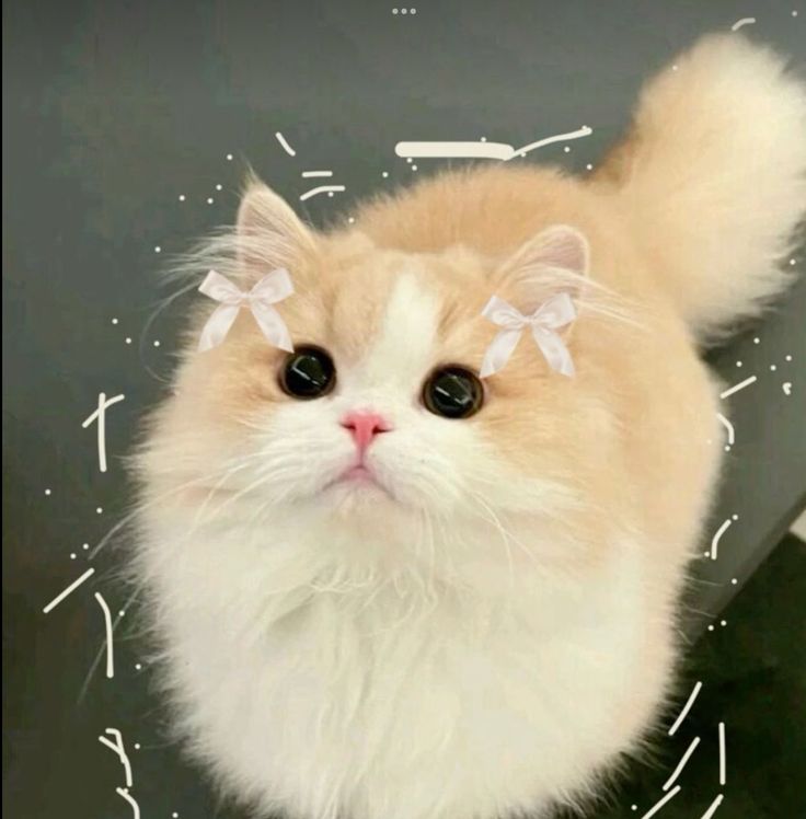 Avatar Mèo Cute 10