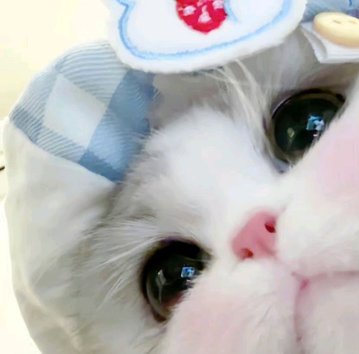 Avatar Mèo Cute 6